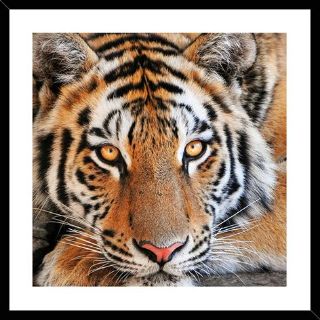 Obrázek z Obrázek barevný 30x30cm - tygr 